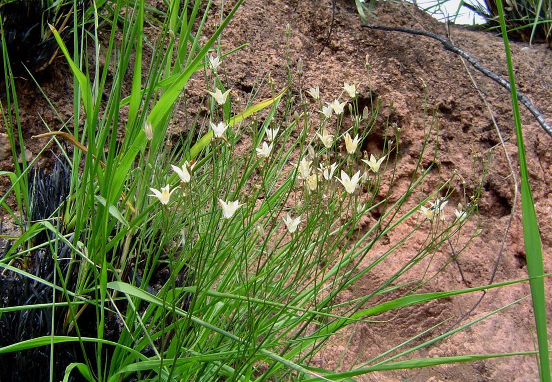 Wahlenbergia virgata
