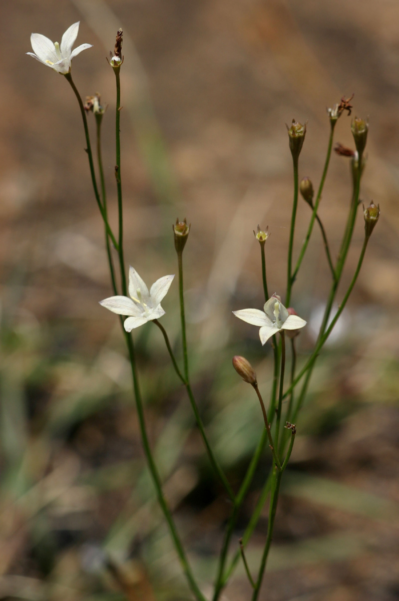 Wahlenbergia virgata Wahlenbergia virgata