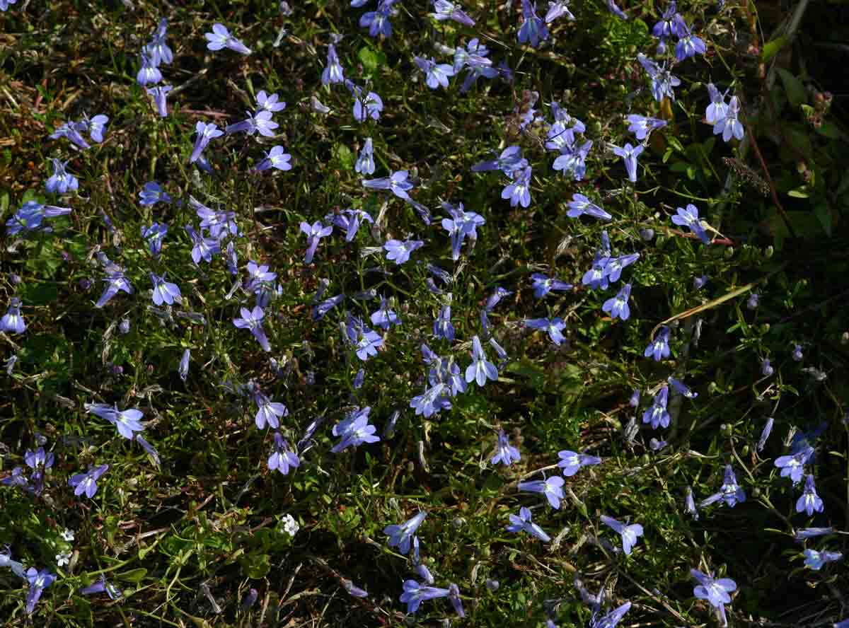 Lobelia kirkii