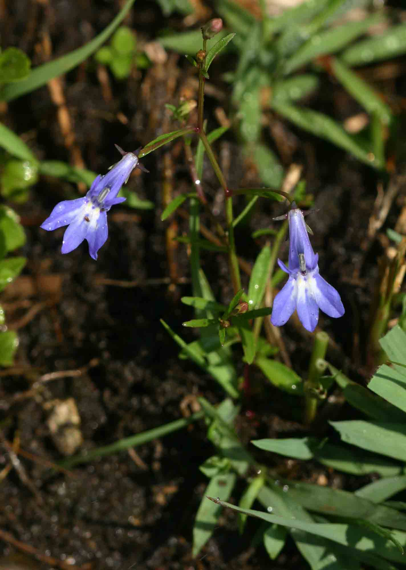 Lobelia kirkii