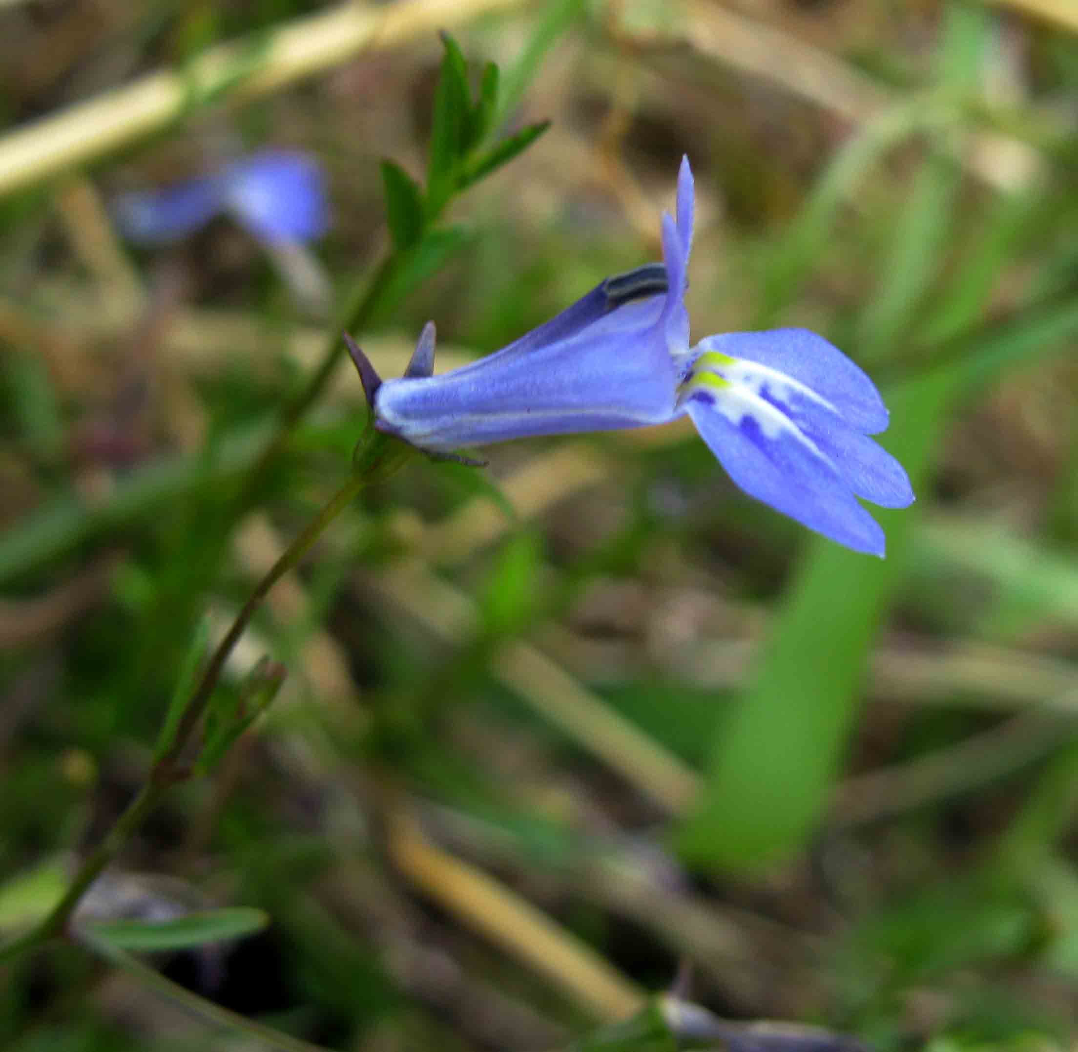 Lobelia kirkii