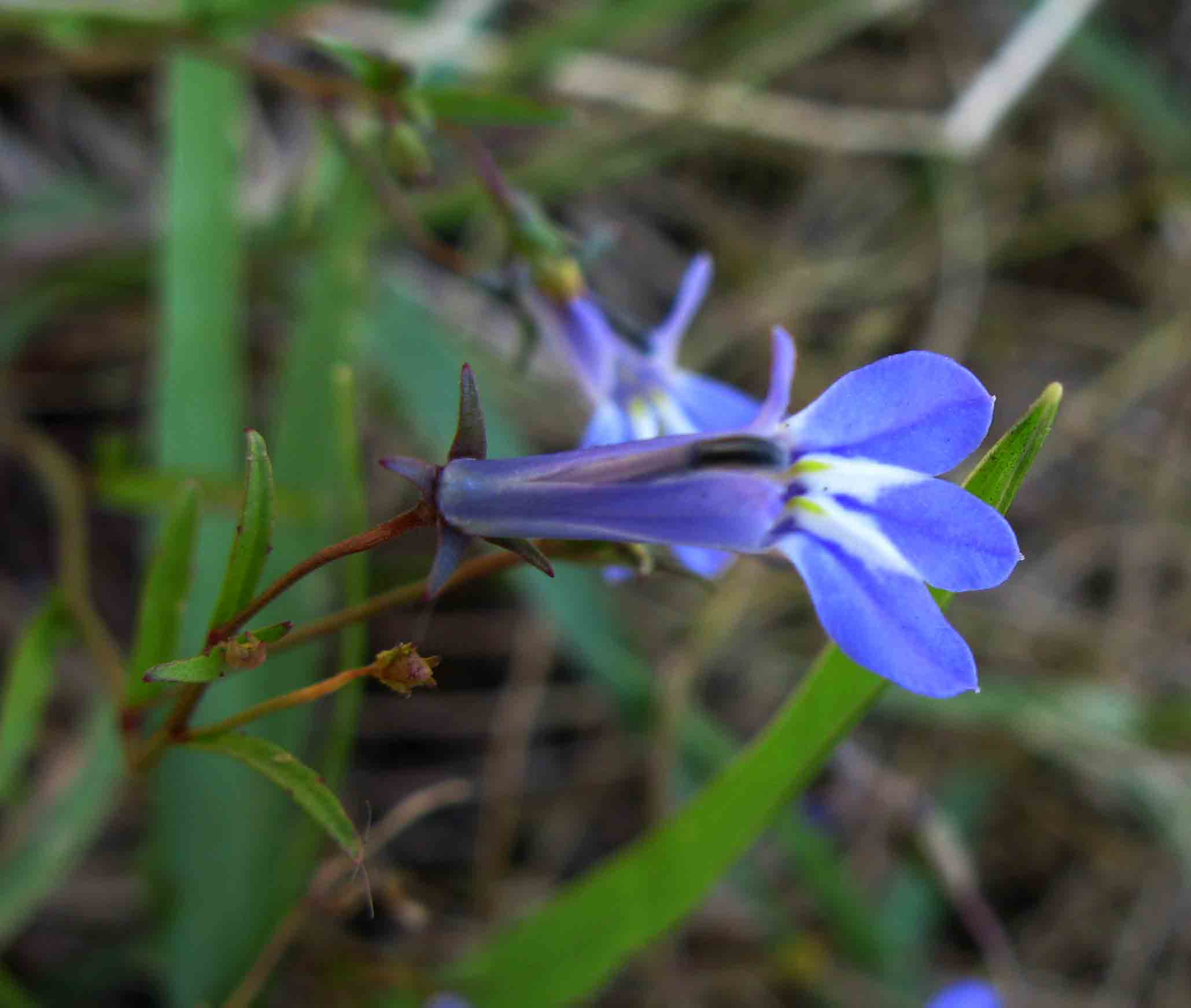 Lobelia kirkii