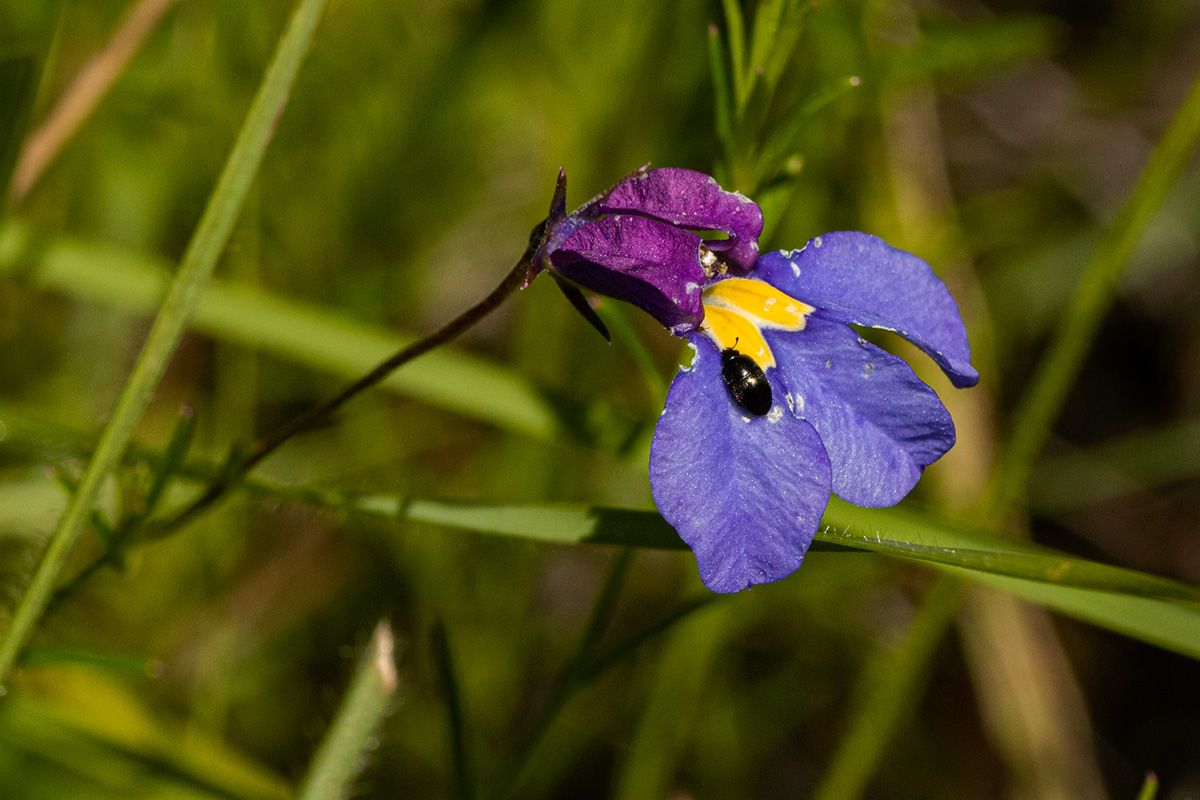 Monopsis decipiens Monopsis decipiens