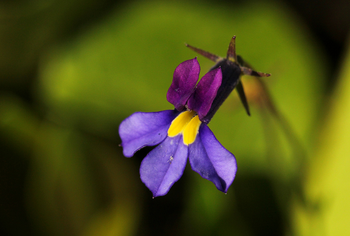 Monopsis decipiens Monopsis decipiens