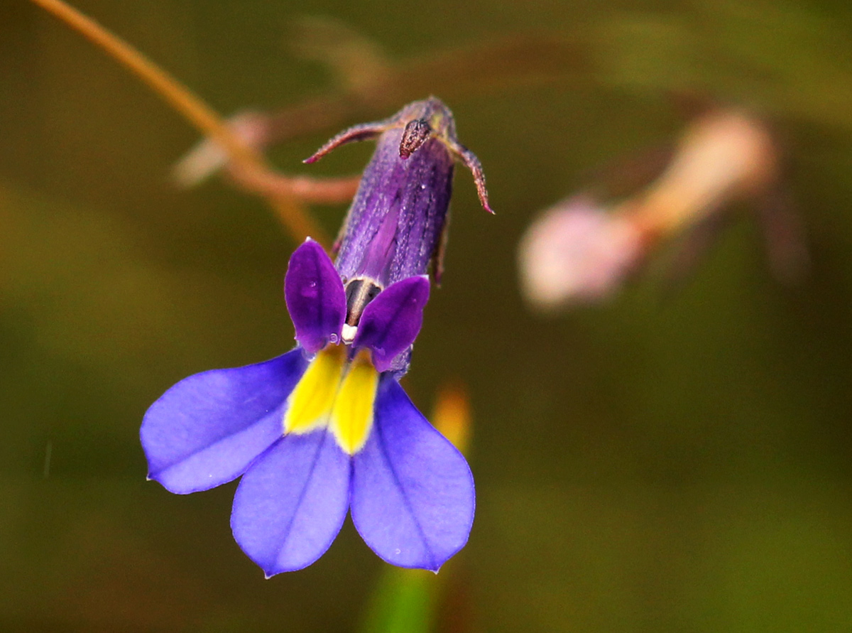 Monopsis decipiens Monopsis decipiens