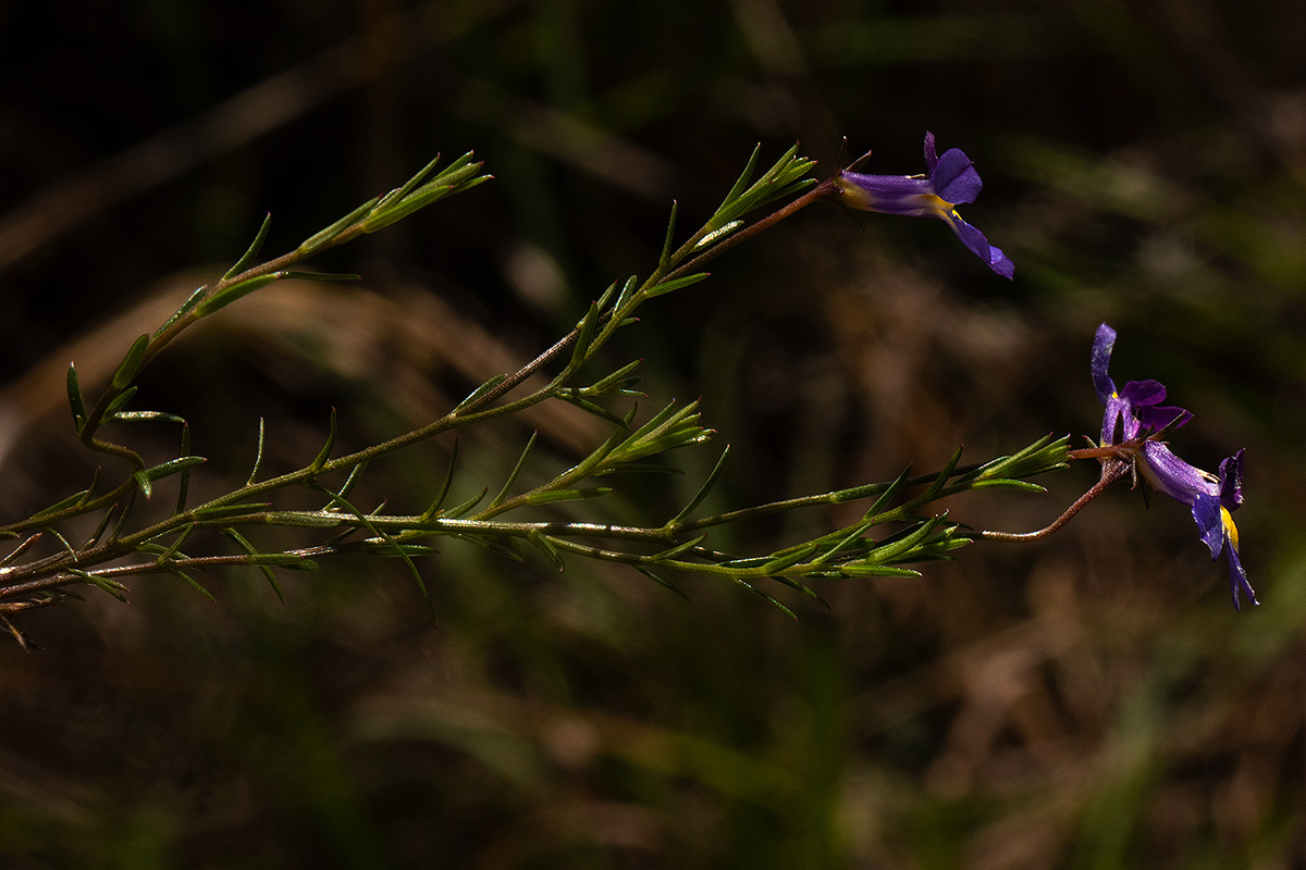 Monopsis decipiens Monopsis decipiens