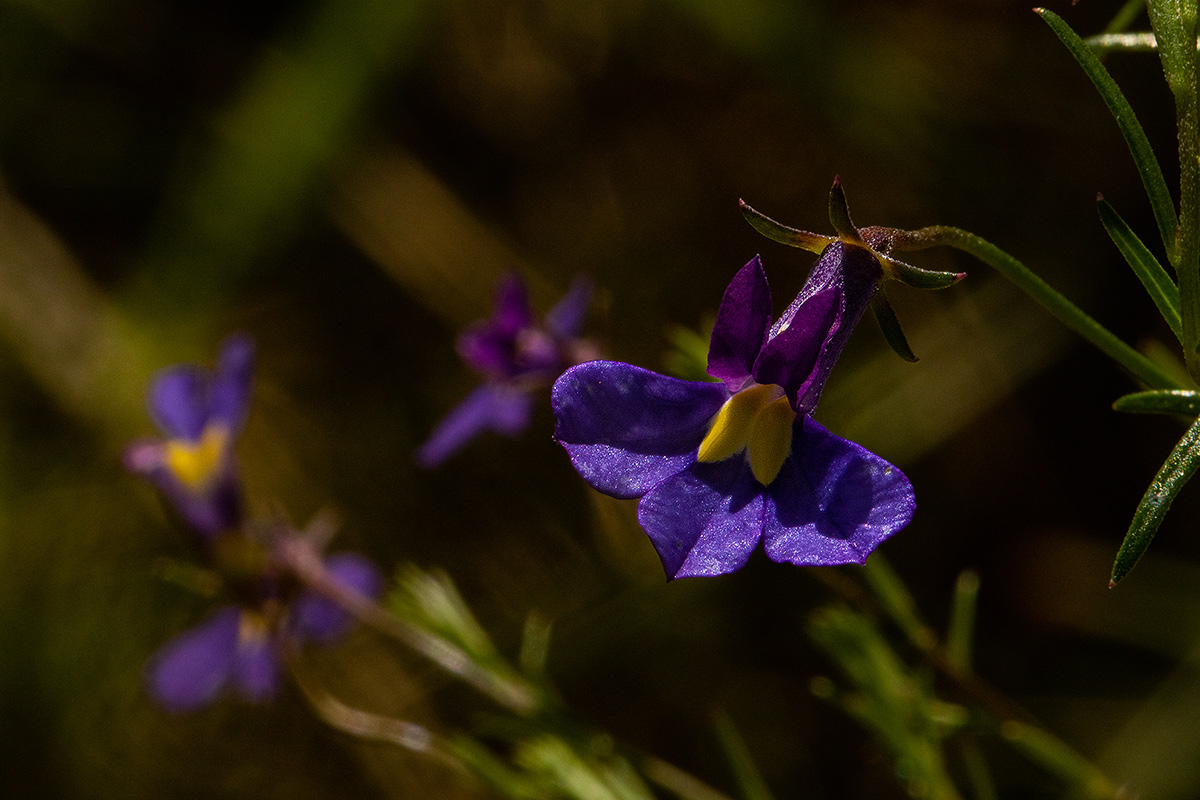 Monopsis decipiens Monopsis decipiens