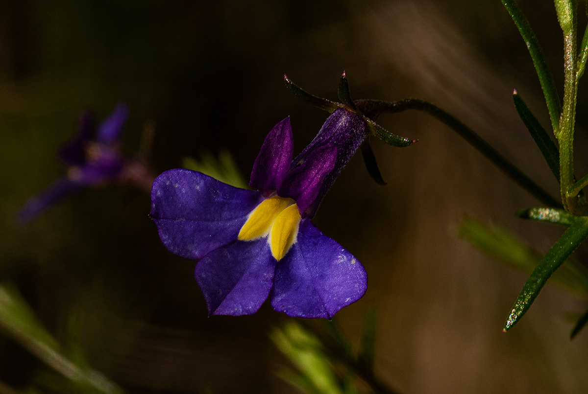 Monopsis decipiens Monopsis decipiens