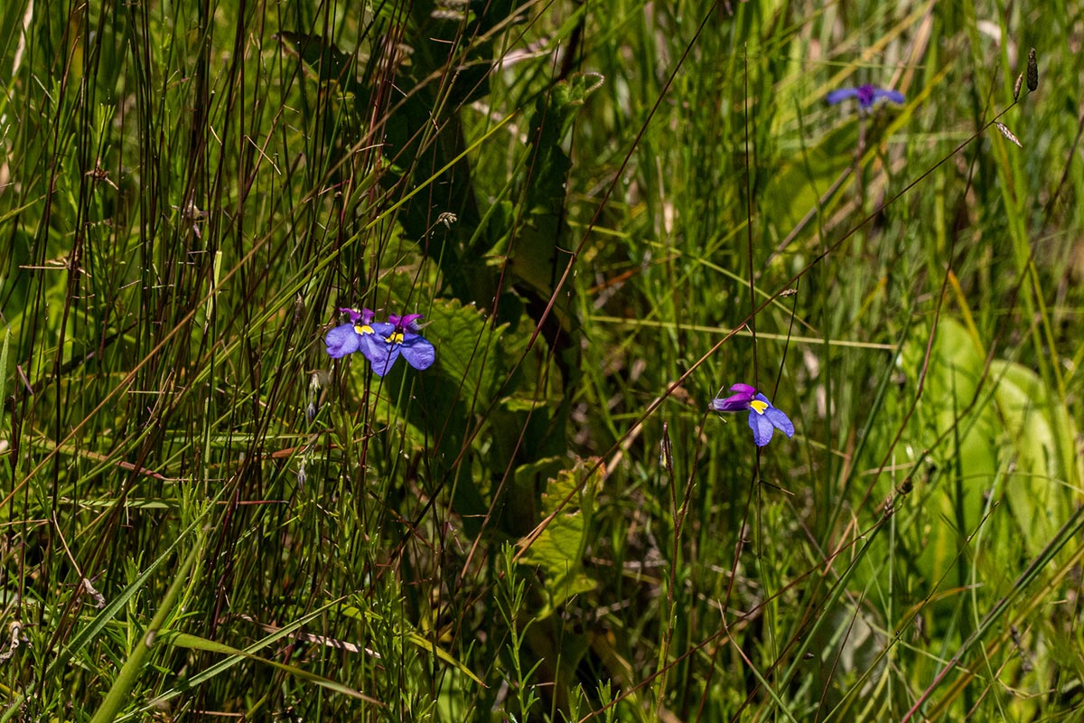 Monopsis decipiens Monopsis decipiens