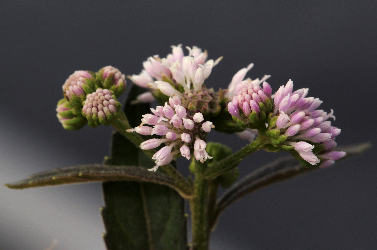 Ethulia conyzoides subsp. conyzoides