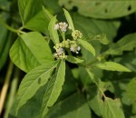 Ethulia conyzoides subsp. conyzoides