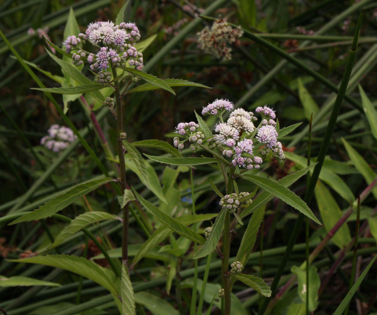 Ethulia conyzoides subsp. conyzoides Ethulia conyzoides subsp. conyzoides