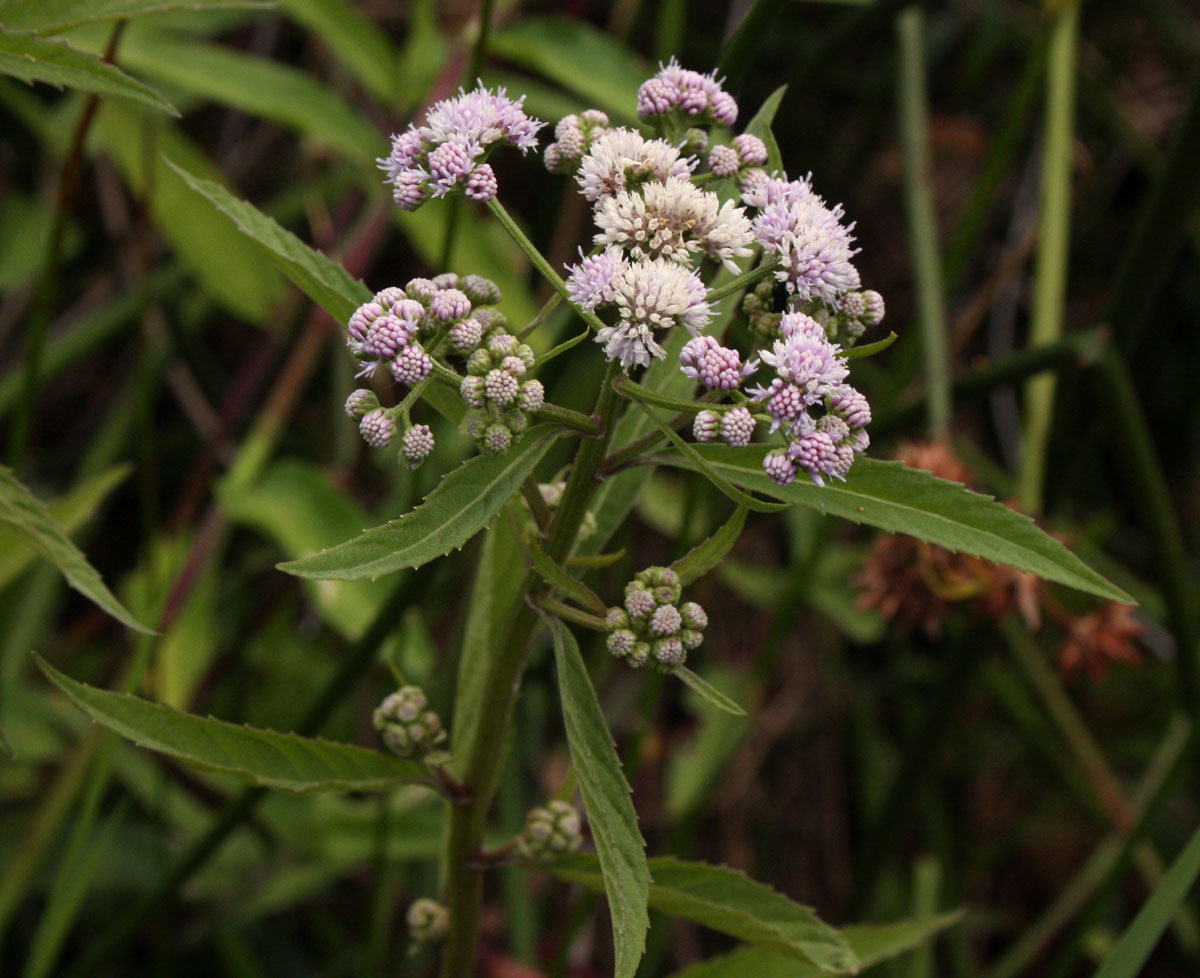Ethulia conyzoides subsp. conyzoides Ethulia conyzoides subsp. conyzoides