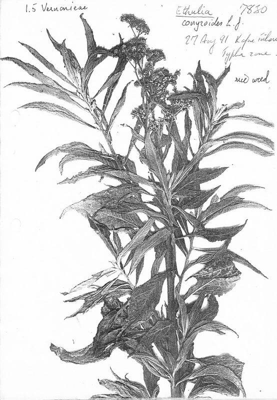 Ethulia conyzoides subsp. conyzoides Ethulia conyzoides subsp. conyzoides