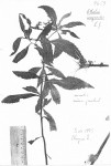 Ethulia conyzoides subsp. conyzoides