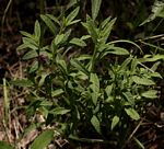 Gutenbergia leiocarpa