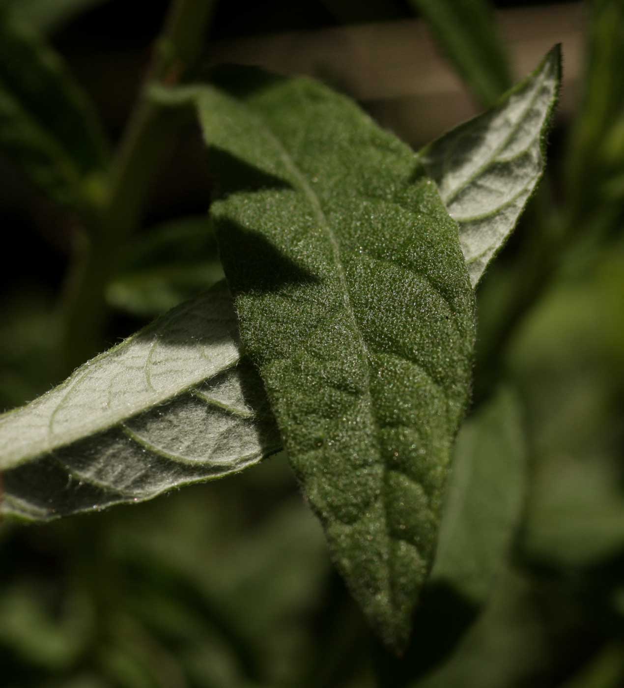 Gutenbergia leiocarpa