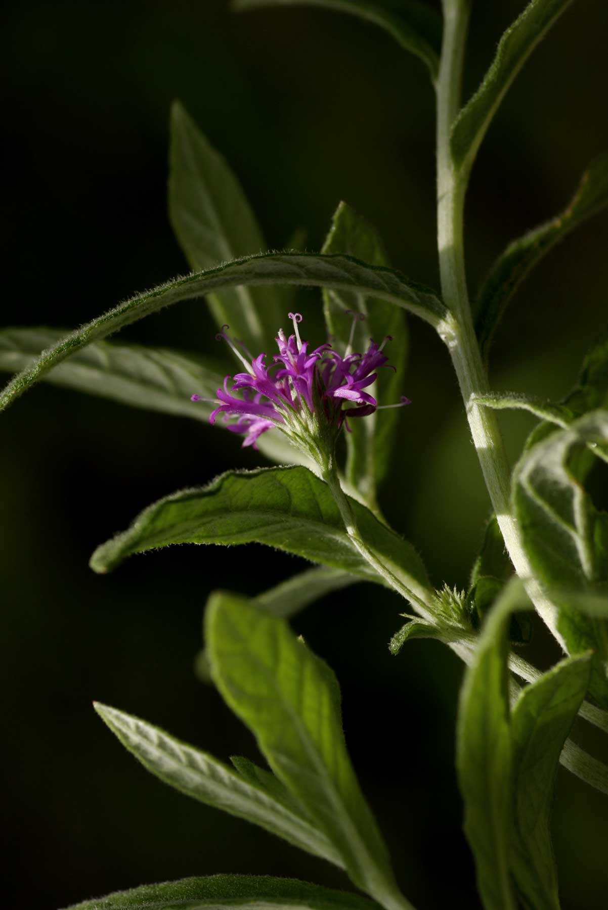Gutenbergia leiocarpa