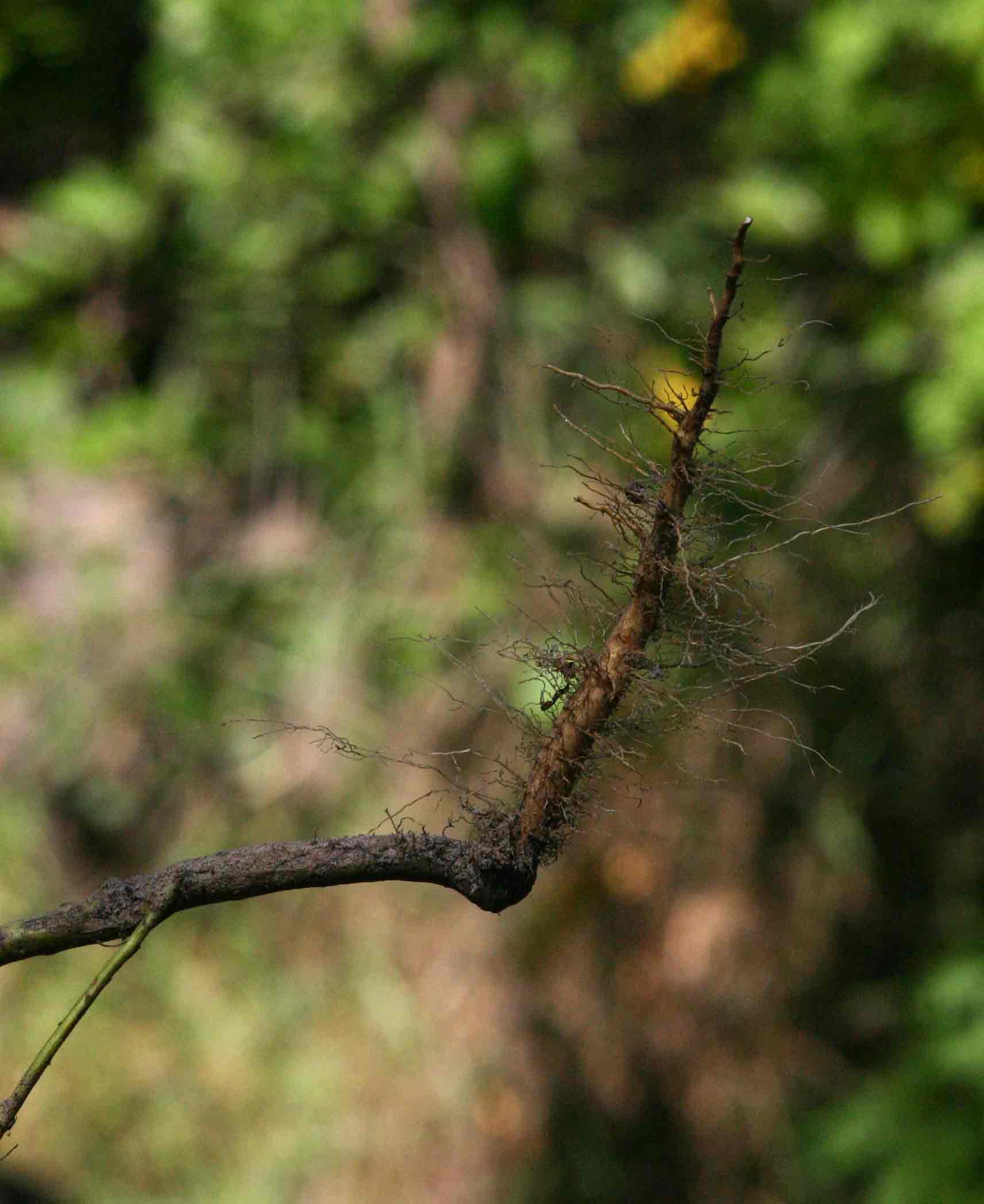 Erlangea misera Erlangea misera