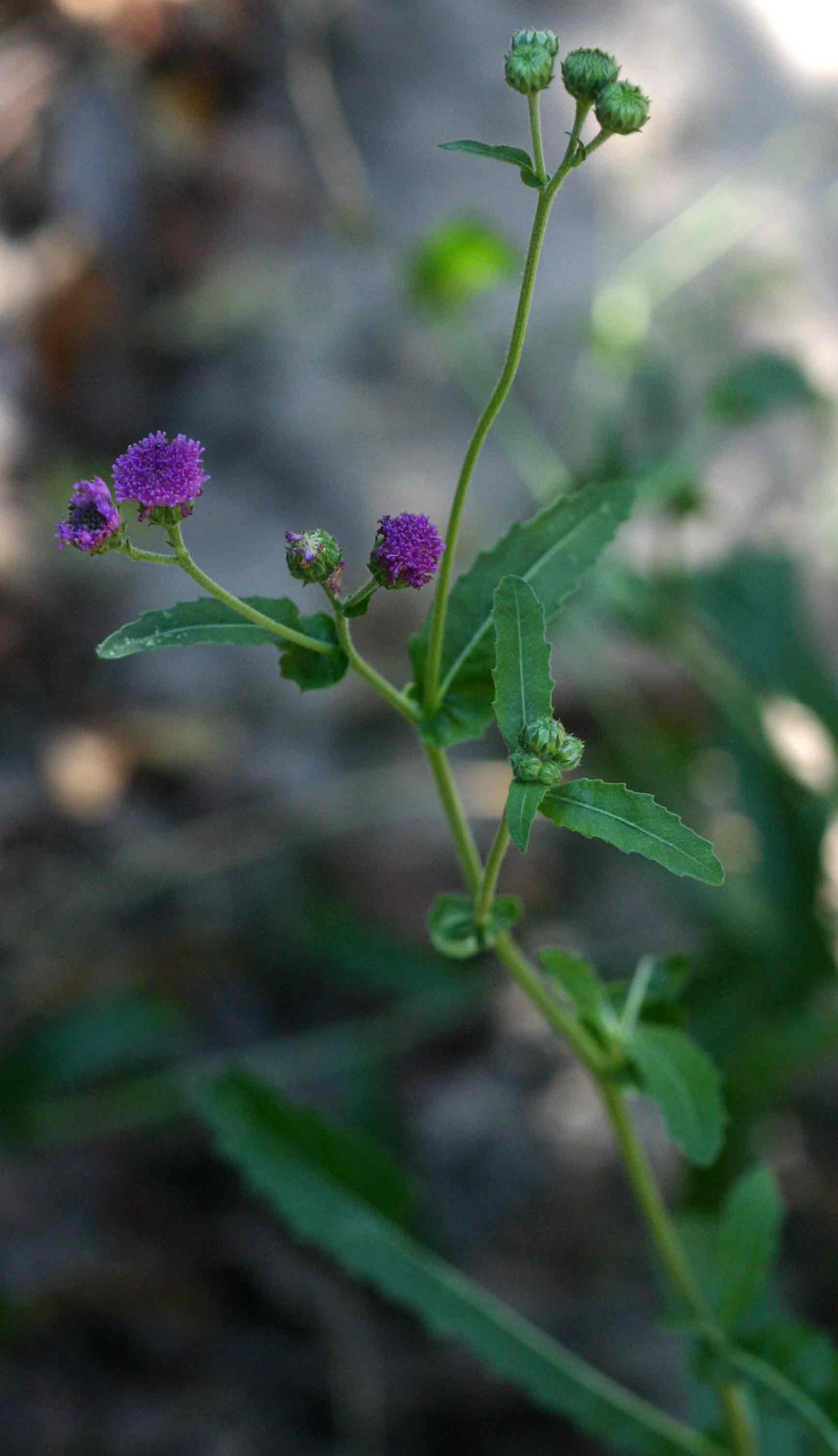 Erlangea misera Erlangea misera