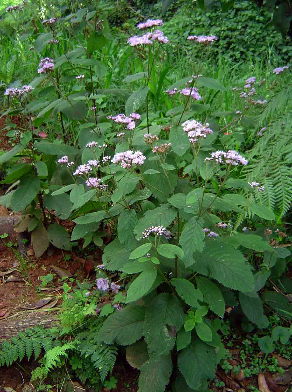 Bothriocline inyangana var. inyangana Bothriocline inyangana var. inyangana