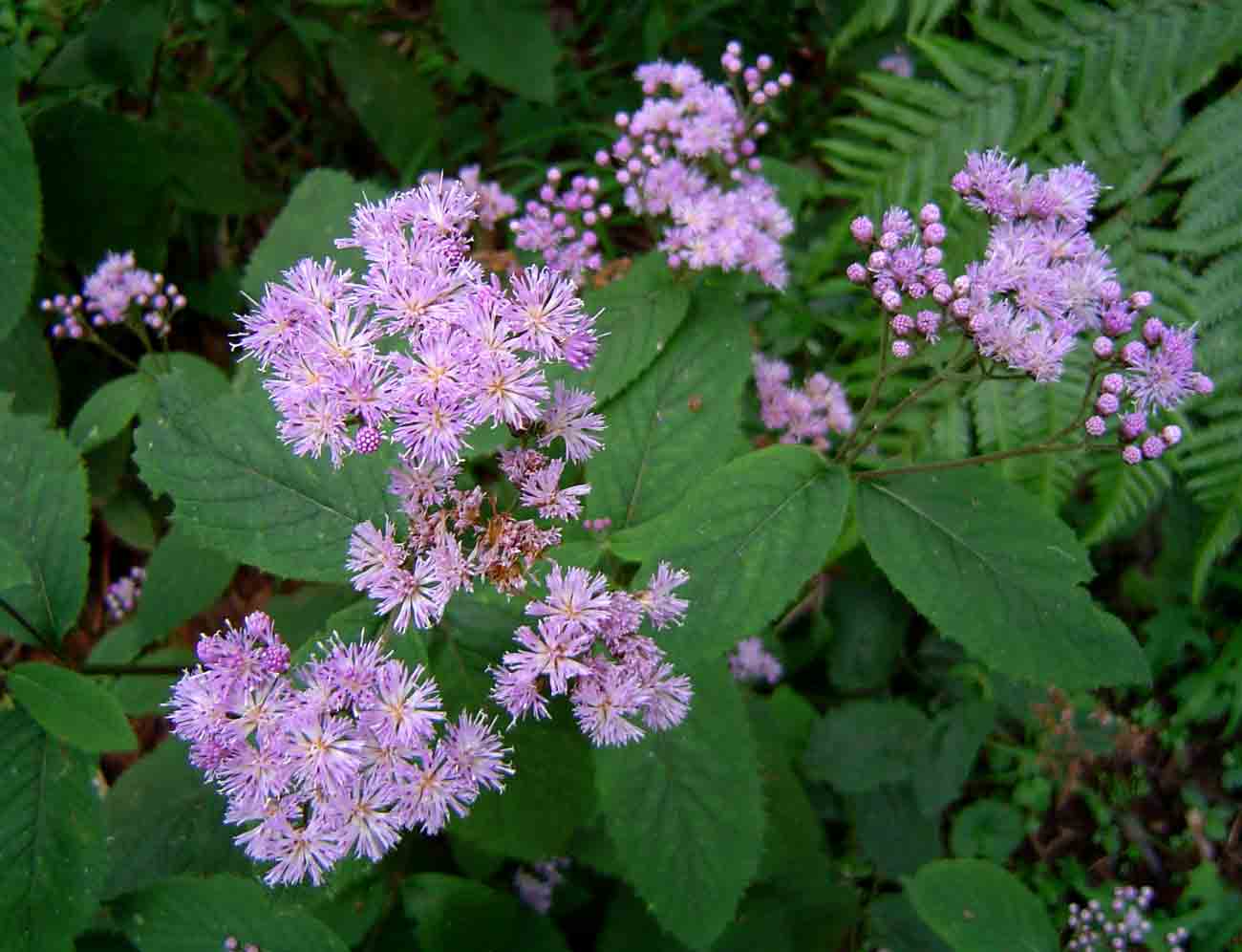 Bothriocline inyangana var. inyangana