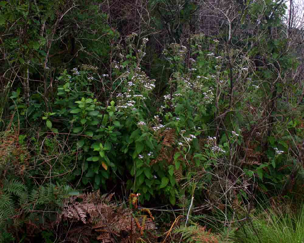 Bothriocline inyangana var. inyangana