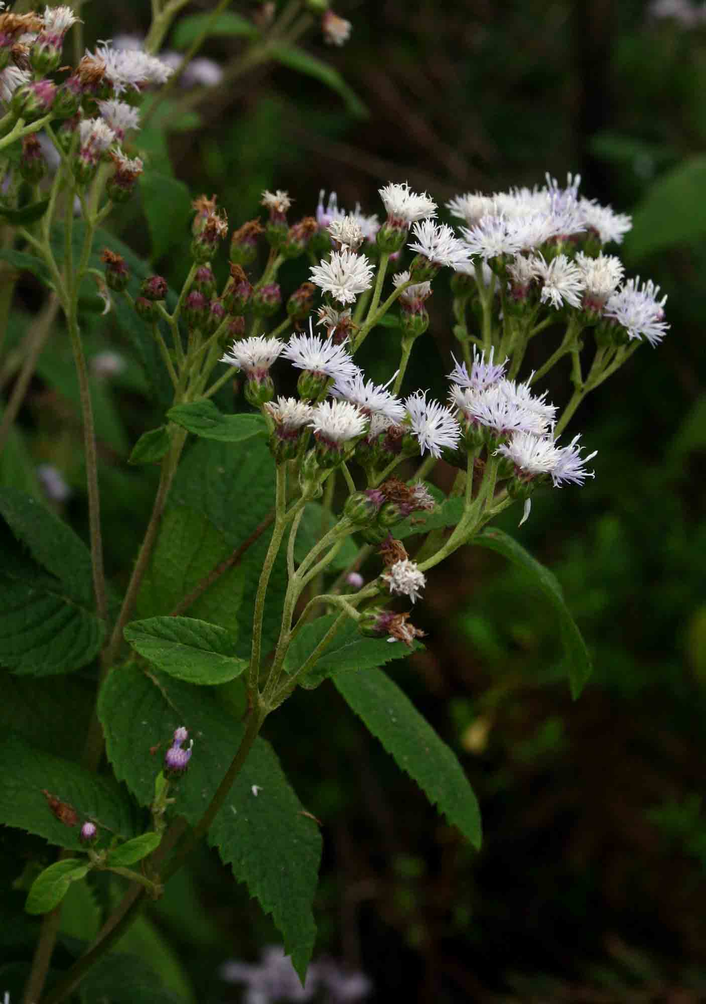 Bothriocline inyangana var. inyangana Bothriocline inyangana var. inyangana