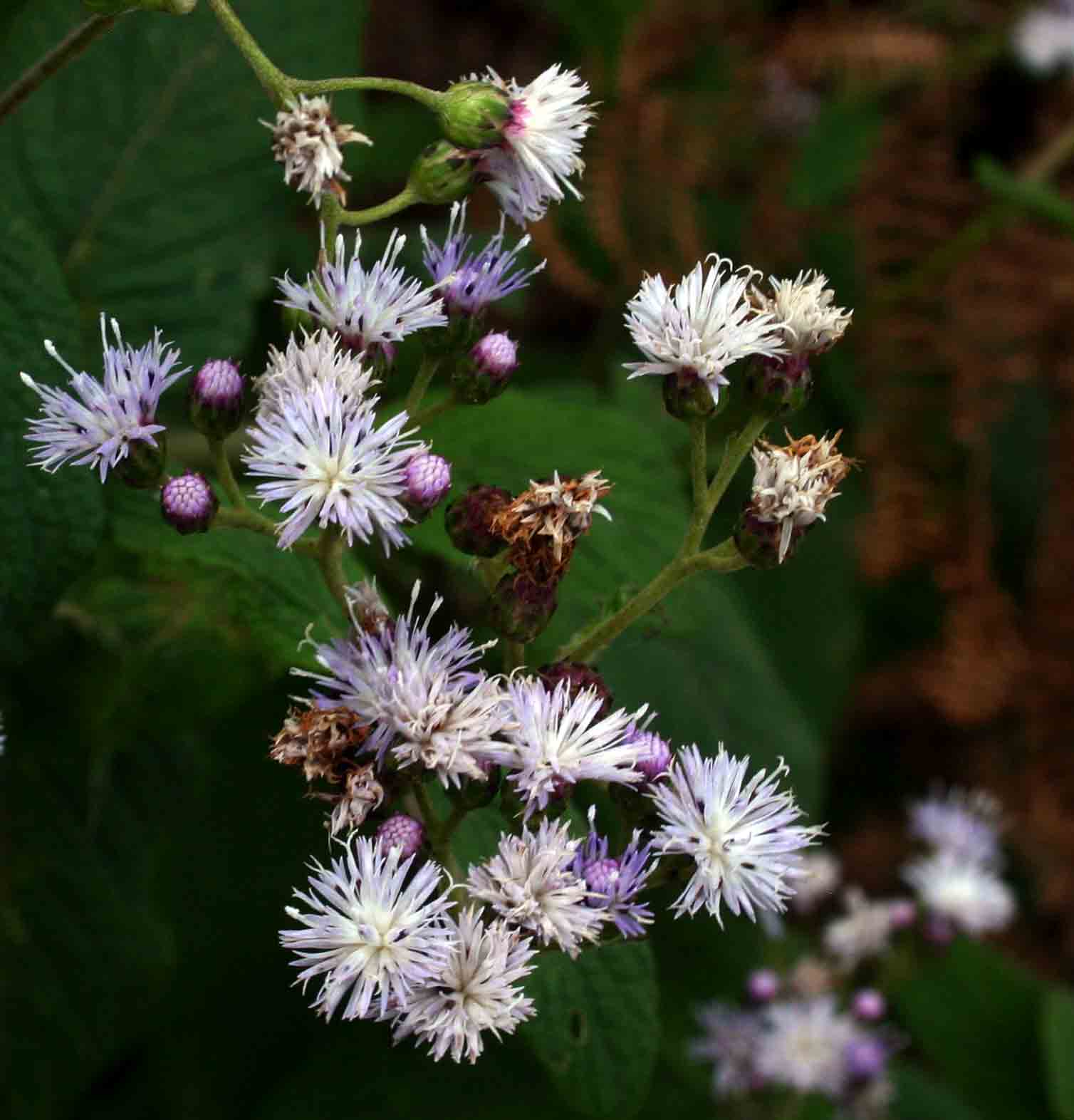 Bothriocline inyangana var. inyangana Bothriocline inyangana var. inyangana