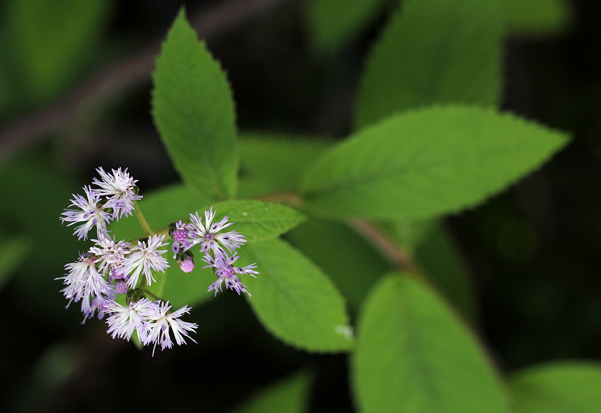 Bothriocline inyangana var. inyangana
