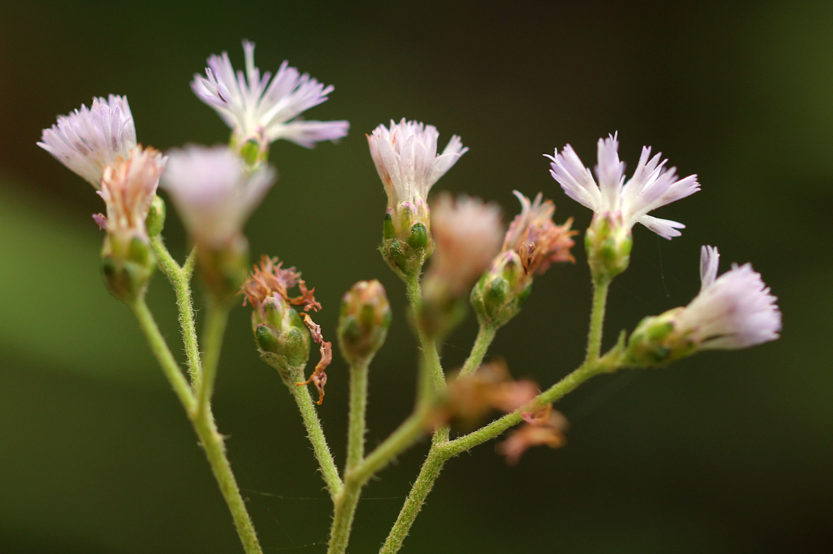 Bothriocline inyangana var. inyangana