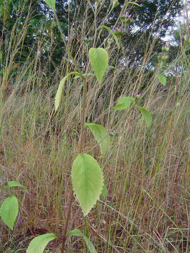 Bothriocline laxa subsp. laxa Bothriocline laxa subsp. laxa