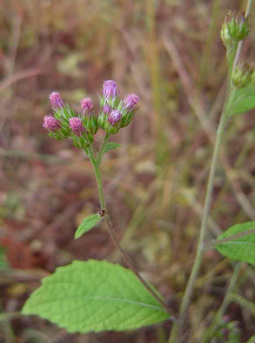 Bothriocline laxa subsp. laxa