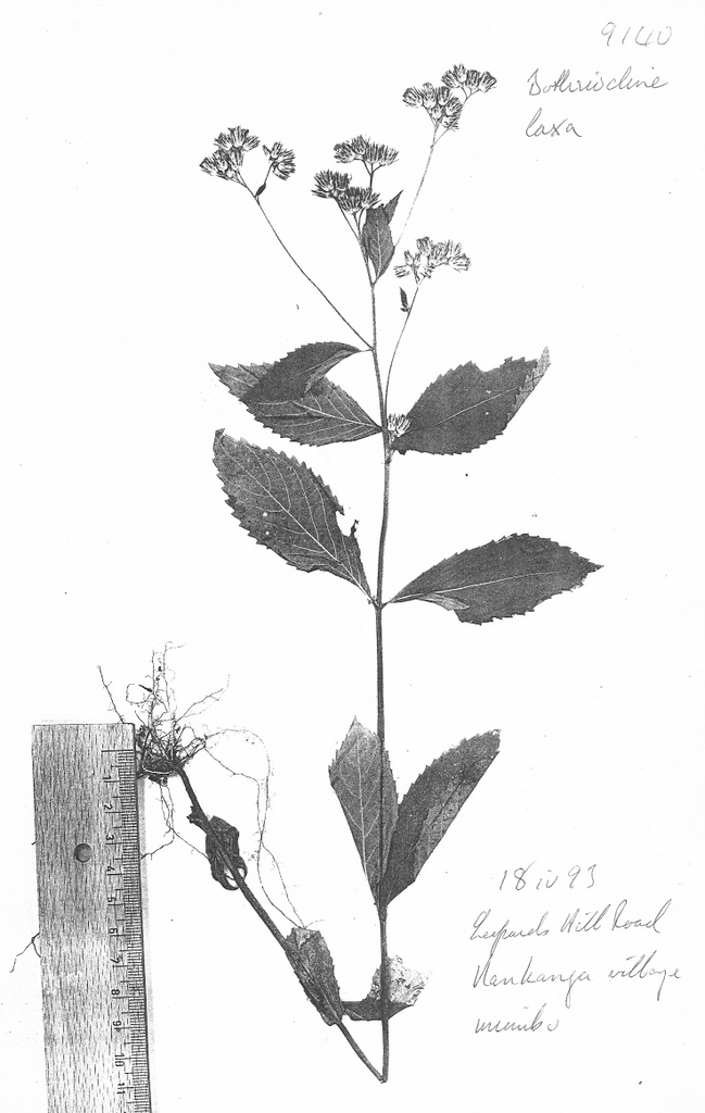 Bothriocline laxa subsp. laxa