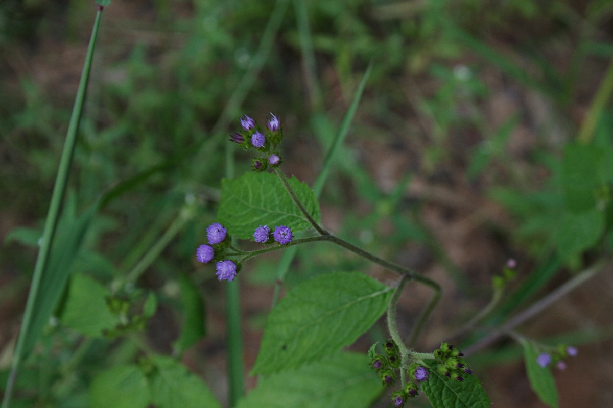 Bothriocline laxa subsp. laxa