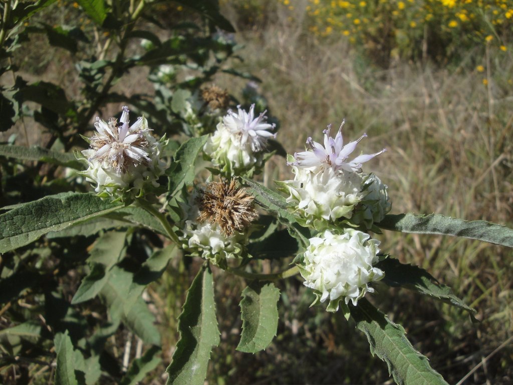 Vernonia adoensis var. adoensis
