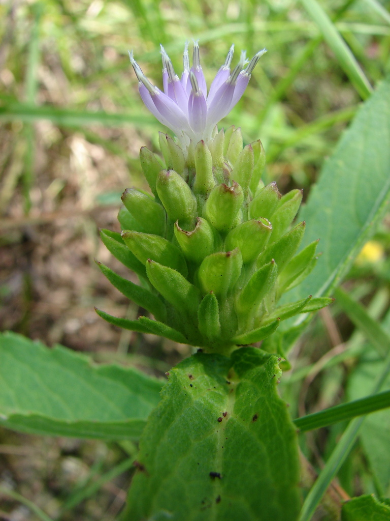 Vernonia adoensis var. adoensis
