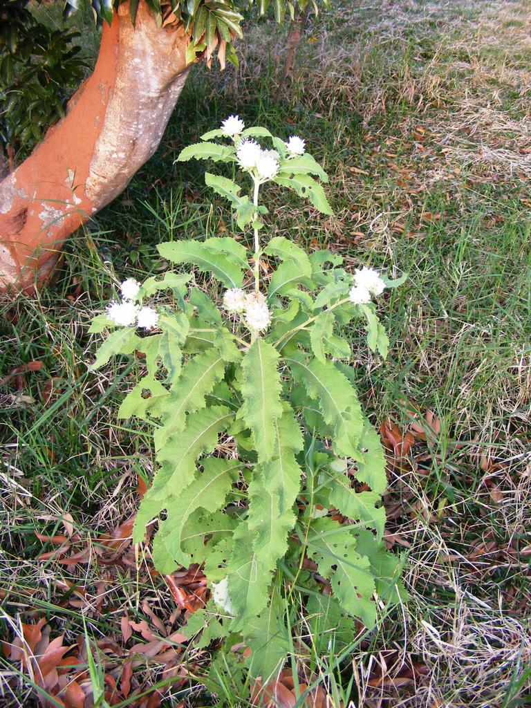 Vernonia adoensis var. kotschyana