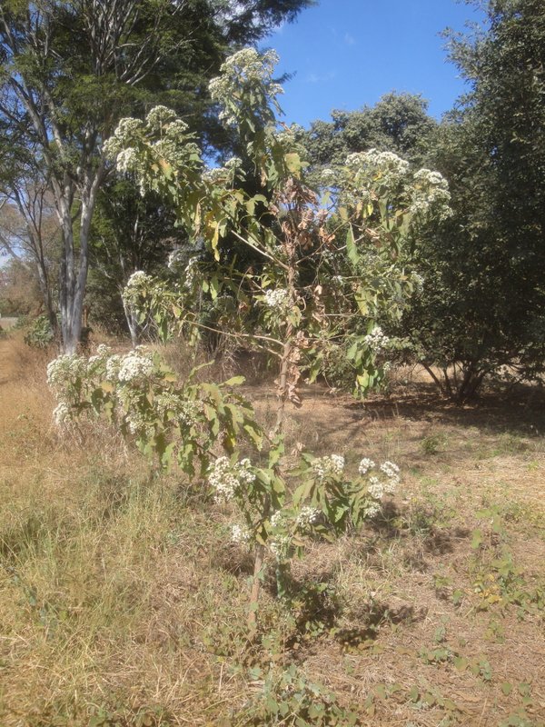Vernonia amygdalina Vernonia amygdalina