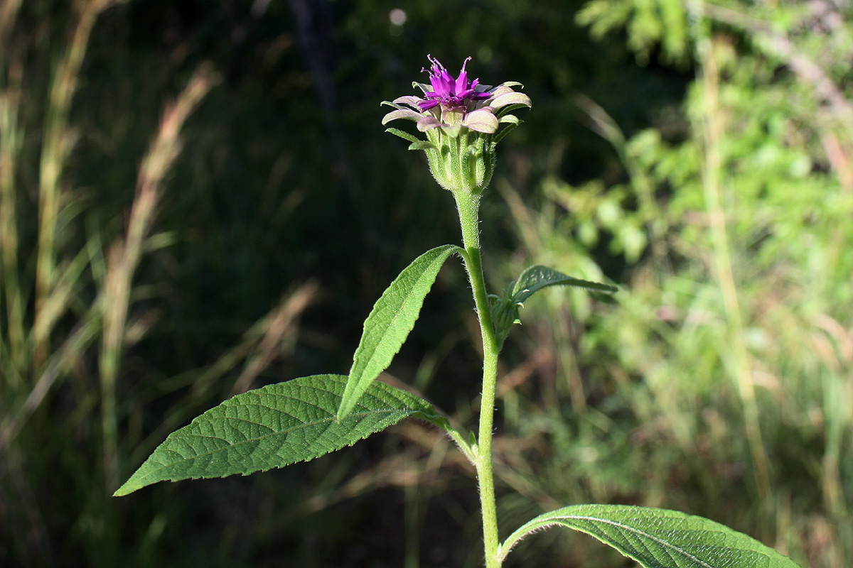 Vernonia anthelmintica Vernonia anthelmintica