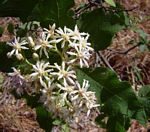 Vernonia colorata subsp. colorata