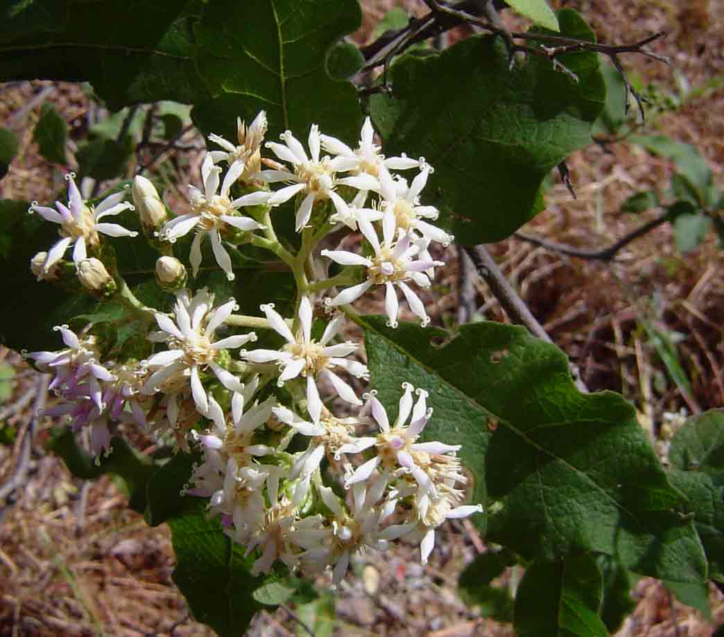 Vernonia colorata subsp. colorata Vernonia colorata subsp. colorata