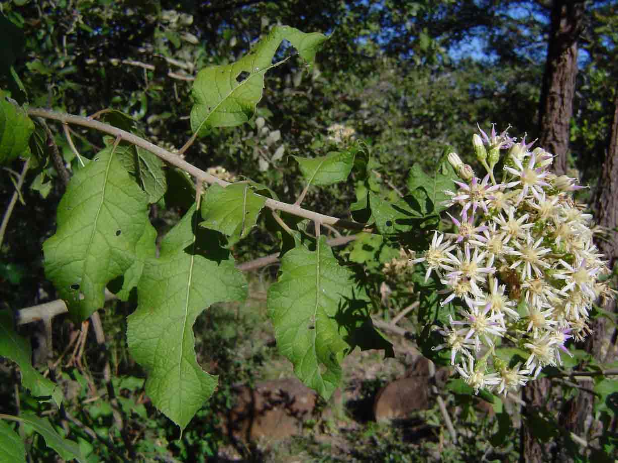 Vernonia colorata subsp. colorata