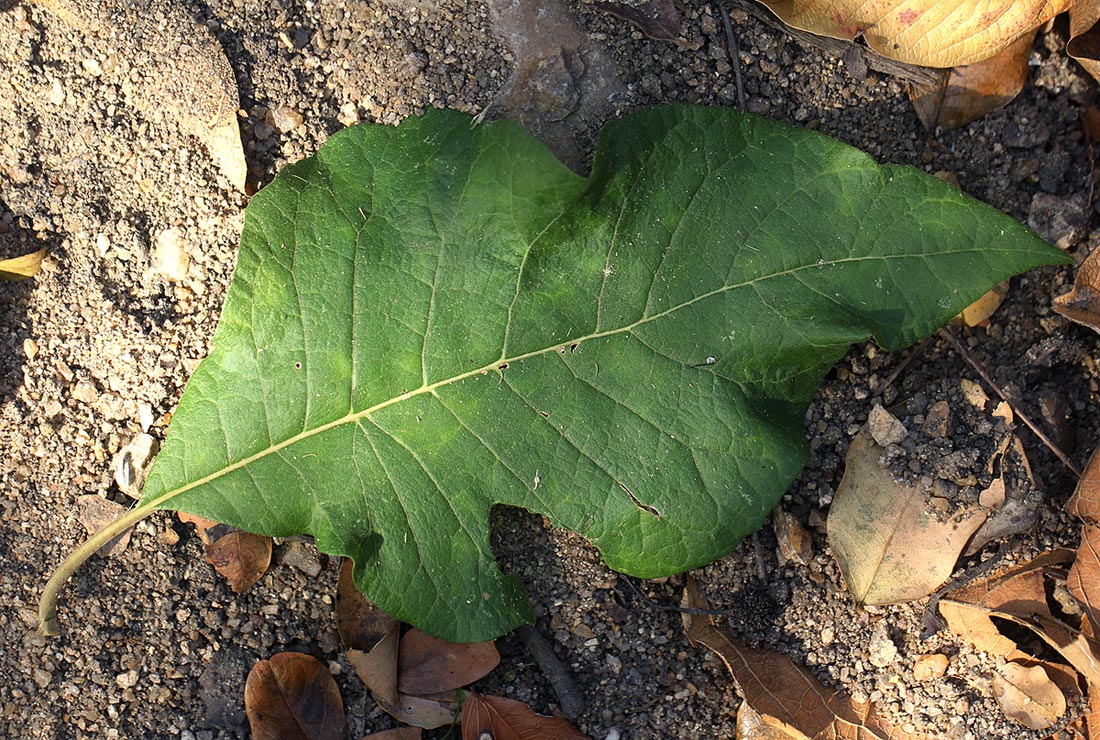 Vernonia colorata subsp. colorata