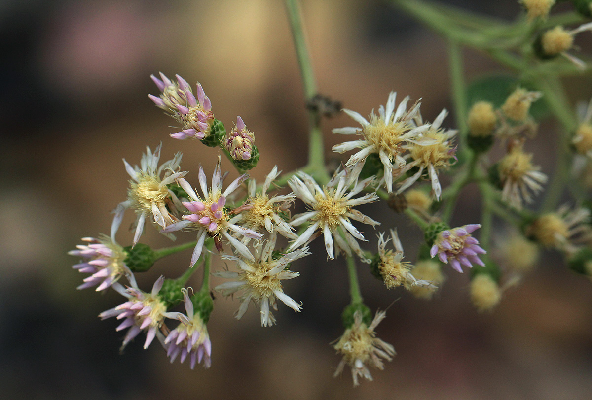 Vernonia colorata subsp. colorata