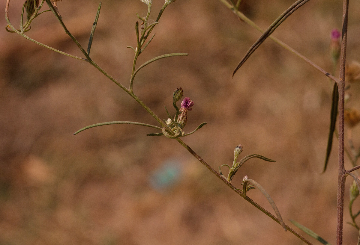 Vernonia rhodanthoidea Vernonia rhodanthoidea