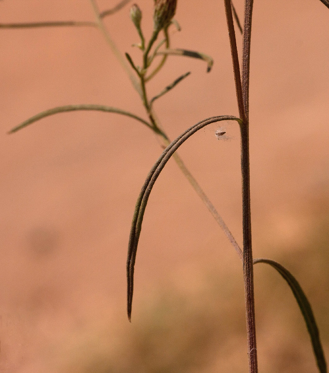 Vernonia rhodanthoidea