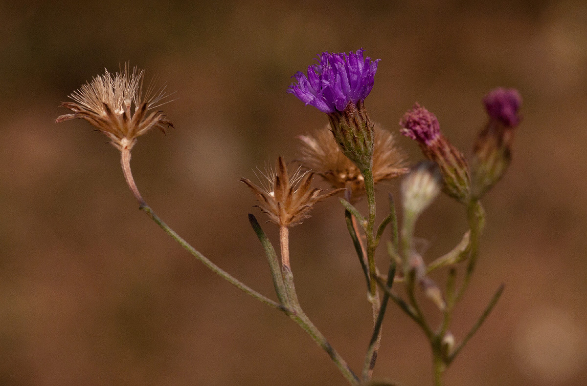 Vernonia rhodanthoidea