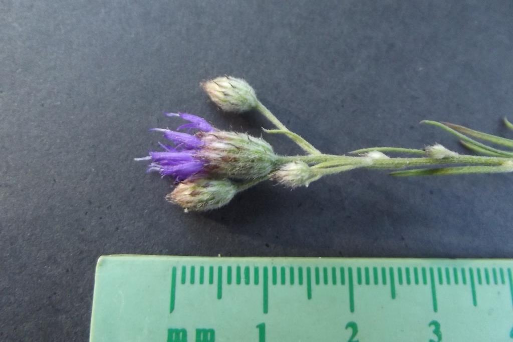 Vernonia rhodanthoidea Vernonia rhodanthoidea