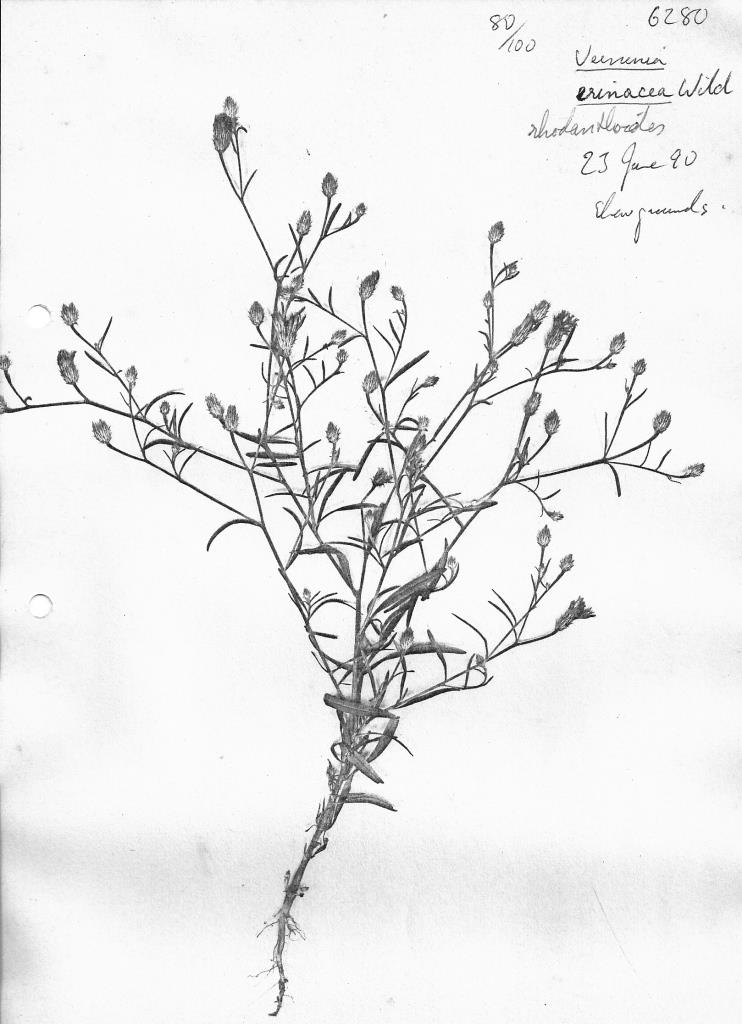 Vernonia rhodanthoidea Vernonia rhodanthoidea